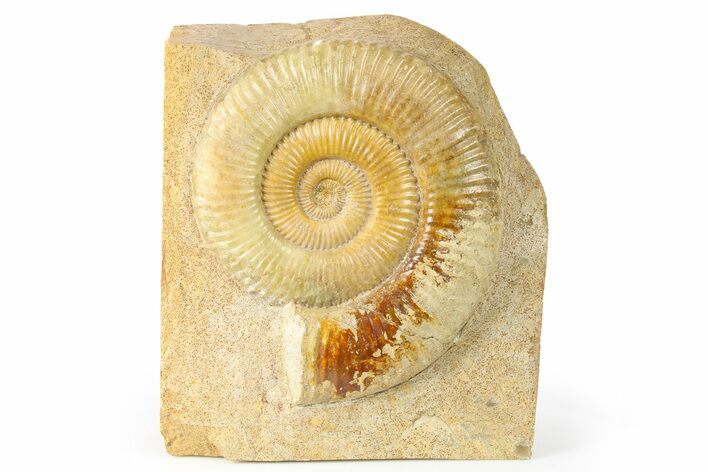Jurassic Ammonite (Uptonia) Fossil - France #265207
